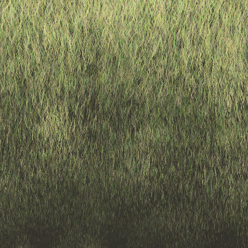Grass